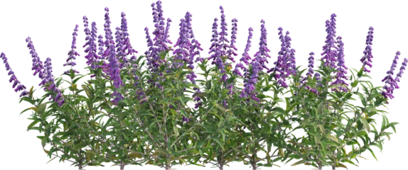 Poster Side view of sage plant © Matheus