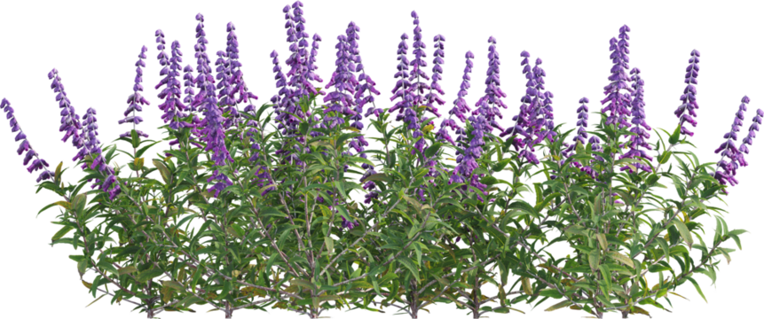Side view of sage plant