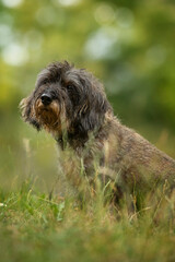 Naklejka na ściany i meble Rough haired dachshund sitting in a meadow