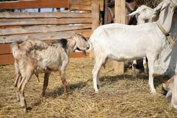 Obraz premium Nubian goats on a walk during the day, private farm