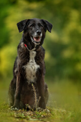 Naklejka premium Big mixed breed dog in nature background