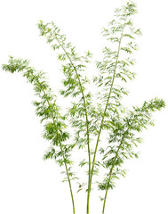 Side view of bamboo plant