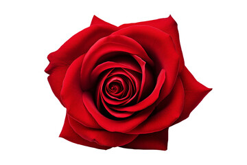 Beautiful red colored rose flower on transparent background. 