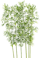 Side view of bamboo plant © Matheus