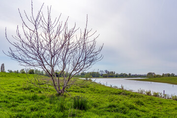 A bare bush along the winding water in the beautiful floodplains near Beusichem