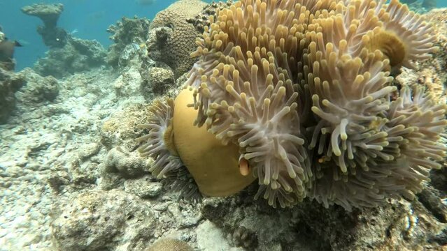 Anemone fish hide in a magnificent anemone