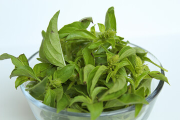 Ocimum africanum leaves, called as Daun Kemangi in Indonesia. Eaten raw as a food condiment. Isolated on white background
