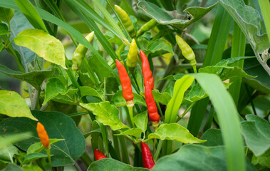 Chilli growing in the garden. Chillies need your warmest, sunniest spot to produce a crop outdoors.
