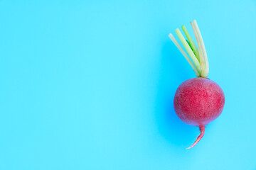 Fresh radish on blue background, Organic vegetable