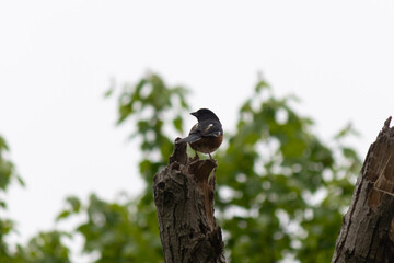 This Baltimore Oriole is perched on this wooden post in the field. His beautiful black, orange, and white body standing out against the white background. This is a migratory bird.