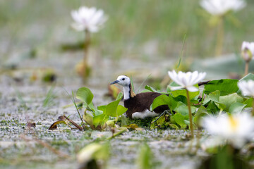 Pheasant tailed Jacana in Nest 