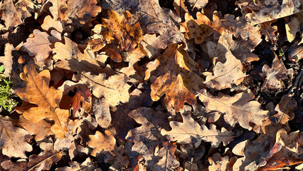 Autumn leaves nature wallpaper yellow and brown