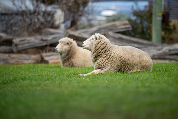 Naklejka na ściany i meble woolly Sheep in a meadow on a farm