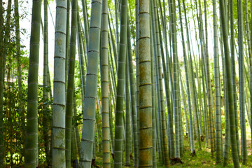 夏の修善寺の竹林小道の竹の風景