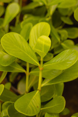 Planta verde na cidade de Holambra, Estado de São Paulo, Brasil
