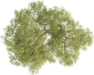 Top view of Olive Tree