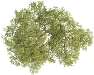 Top view of Olive Tree