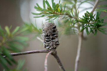 yellow Banksia flower in tasmania australia in summer in a garden