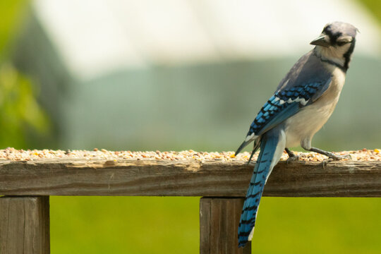 This beautiful blue jay was seen here almost posing for the picture. The bird almost looks proud with his chest puffed out. His beautiful blue, white, and grey feathers standing out.