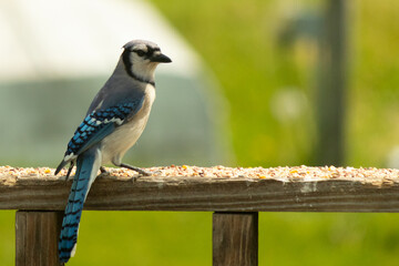 This beautiful blue jay was seen here almost posing for the picture. The bird almost looks proud with his chest puffed out. His beautiful blue, white, and grey feathers standing out. - obrazy, fototapety, plakaty