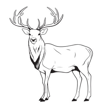 an elk that sits on a white background, in the style of black and white drawings