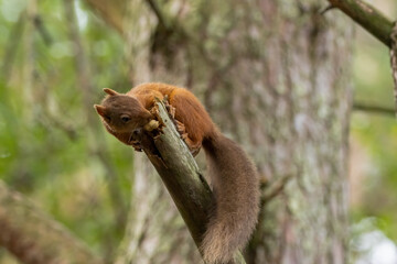 Cute scottish red squirrel with nut in the woodland