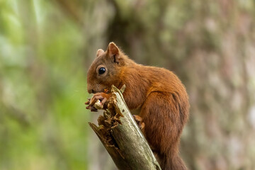 Cute scottish red squirrel with nut in the woodland