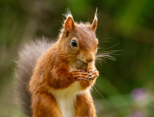 Naklejka na ściany i meble Cute scottish red squirrel with nut in the woodland