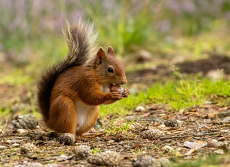 Naklejka na ściany i meble Scottish red squirrel with an apple in the forest