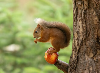 Funny and cute scottish red squirrel balanced on and eating a tasty red apple on a branch of a tree in the woodland