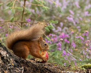 Scottish red squirrel with an apple in the forest