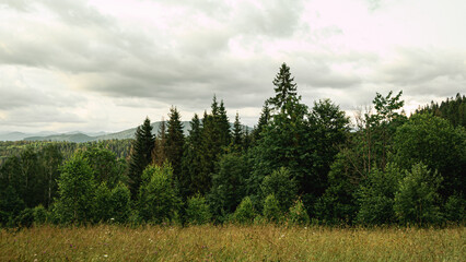 forest in the morning