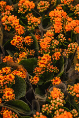 Flores com folhas laranja na cidade de Holambra, Estado de São Paulo, Brasil