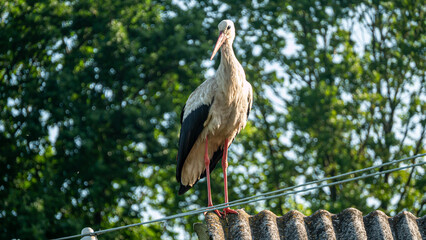 great blue heron ardea cinerea