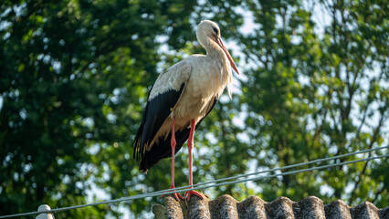 white stork in the nest