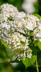 white flowers in the garden
