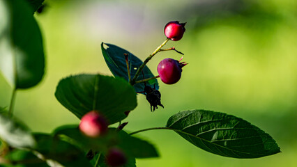 butterfly on a leaf
