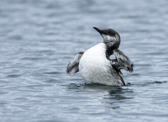 Fototapeta premium Juvenile guillemot seabird breeding itself in the blue ocean