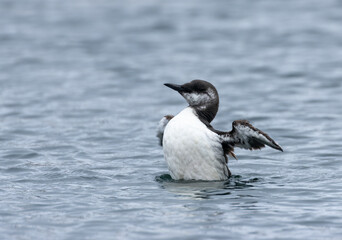 Juvenile guillemot seabird breeding itself in the blue ocean