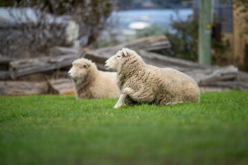 Sheep in a field. Merino sheep, grazing and eating grass in New zealand and Australia