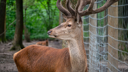 deer in the woods