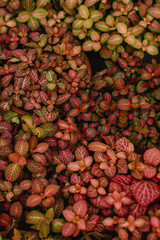 Flores com folhas coloridas na cidade de Holambra, Estado de São Paulo, Brasil