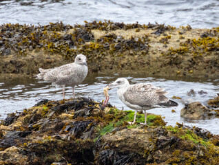Herring gull seabirds with crab on the rocks of the shore line