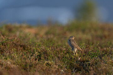 Great snipe (Gallinago media)