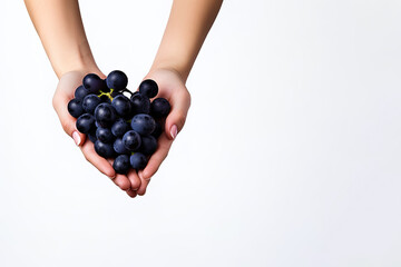 Hand holding dark blue grapes isolated on white background with copy space