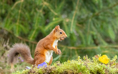 Naklejka na ściany i meble Cute scottish red squirrel with nut in the woodland
