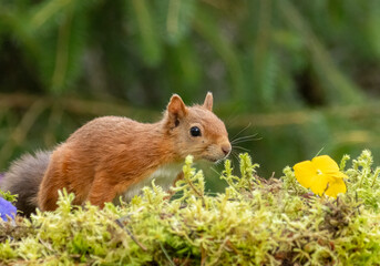 Cute scottish red squirrel with nut in the woodland