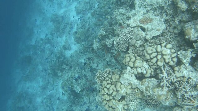 many fish in a coral reef in the Maldives