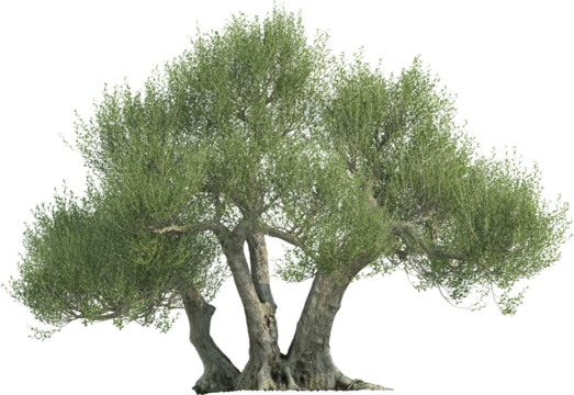 Side view of Olive Tree