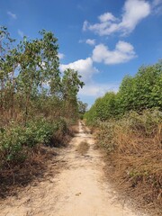 close up road in the forest